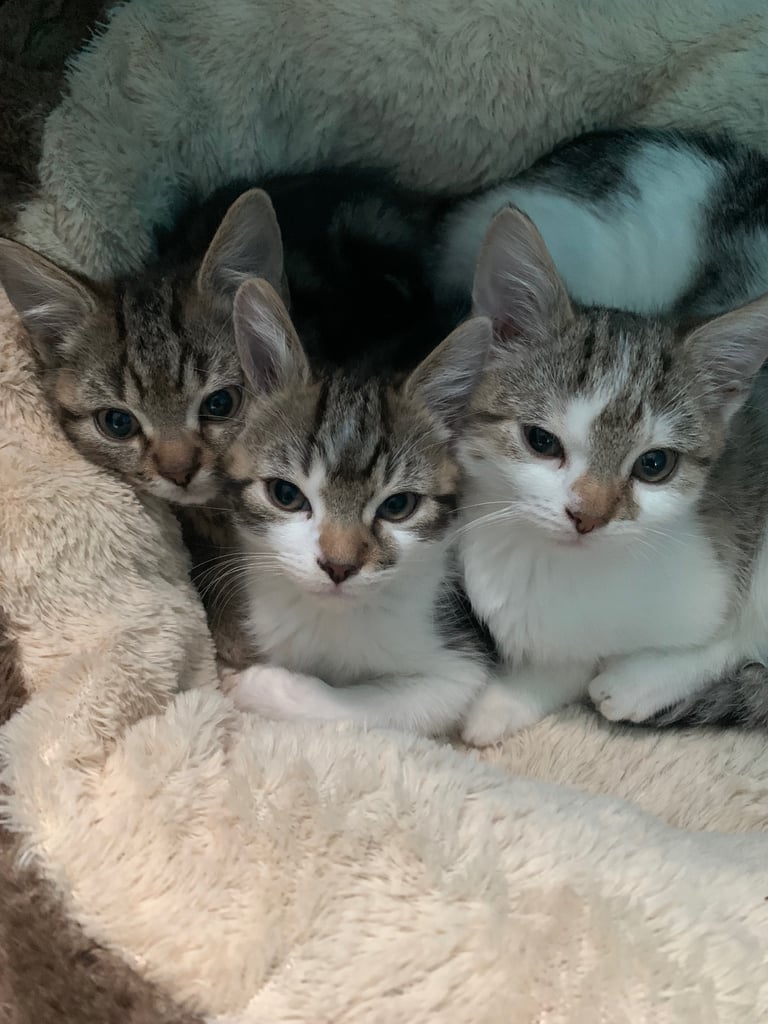 Kittens for sale 