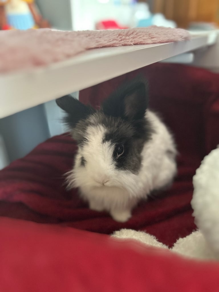 2 rabbits - male and female for rehoming 