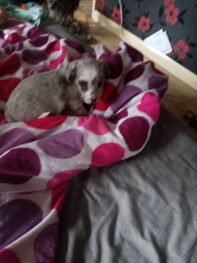 Dachshund miniture