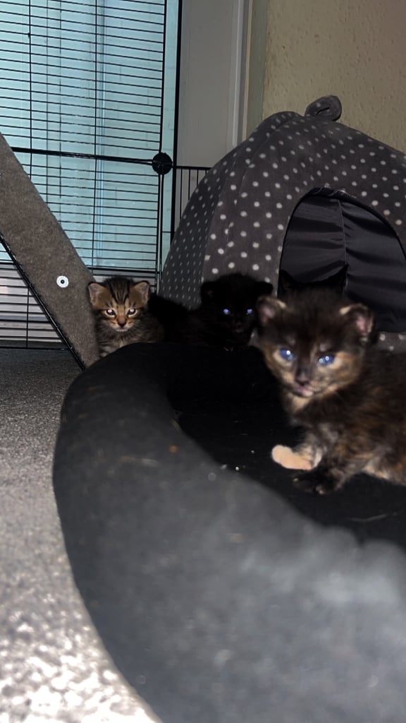 4 kittens 