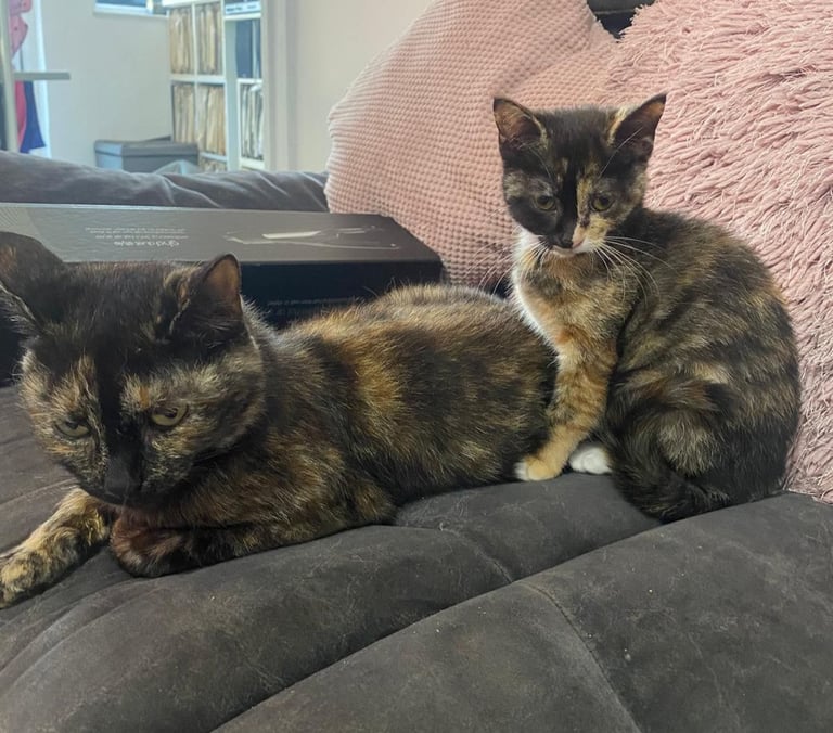 Tortoiseshell female kitten 16 weeks