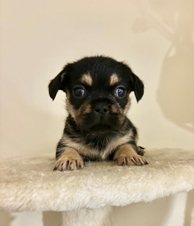  2 gorgeous puppies ready to leave 