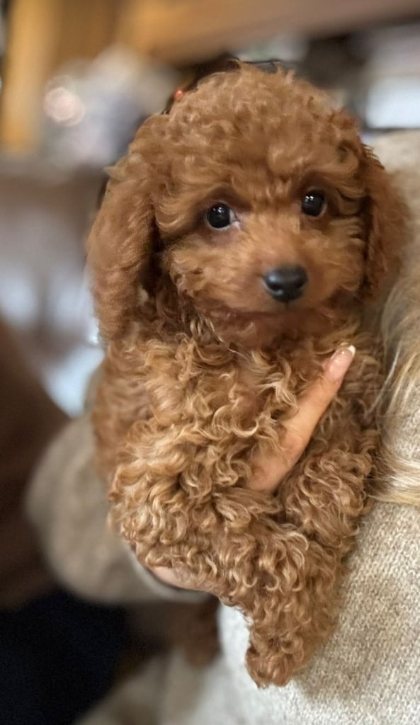 Cute Toy Poodle Puppy – Smart, Playful & Loving!