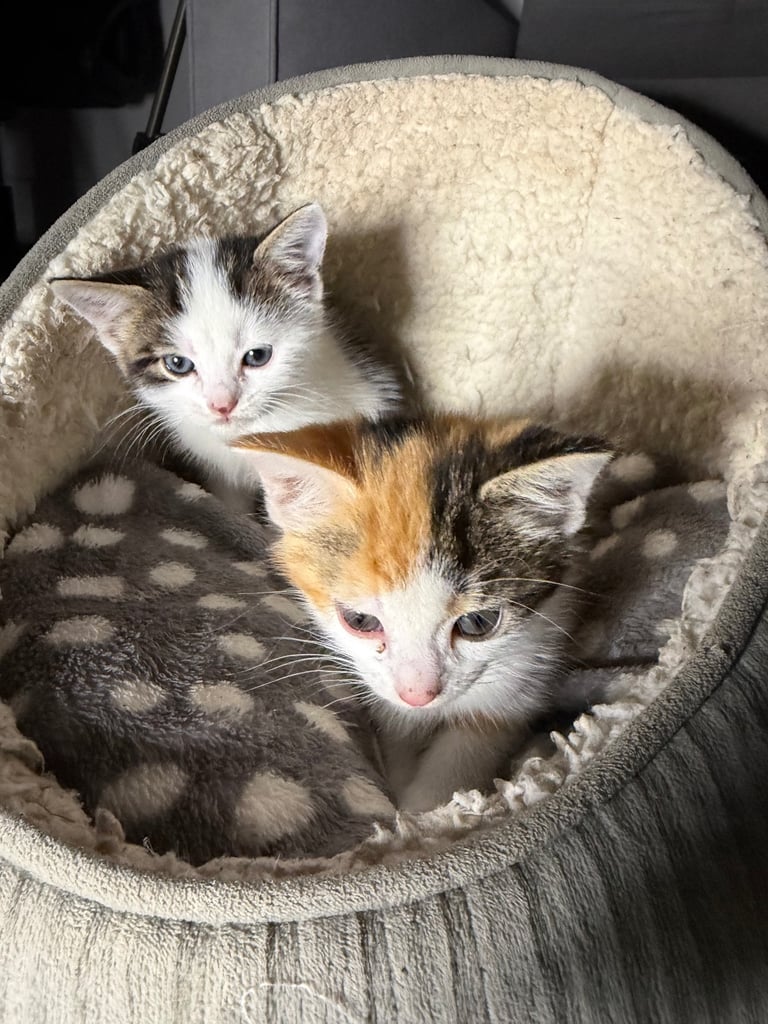 🐾 X2 adorable kittens READY FOR REHOMING! 🏡