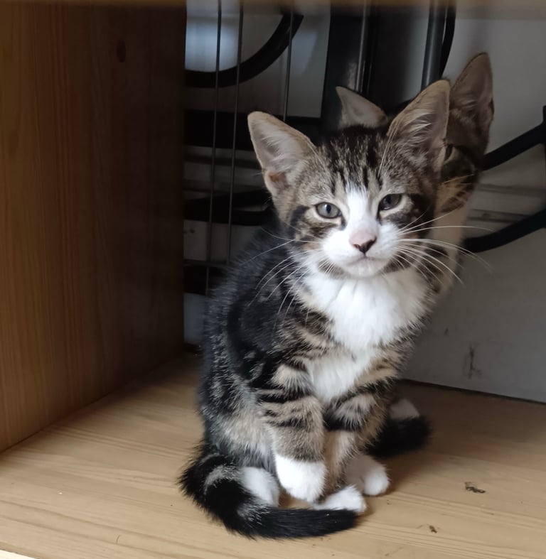 image for Kittens