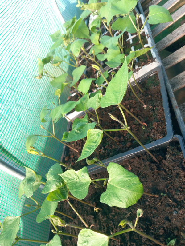 Plants runner beans and more