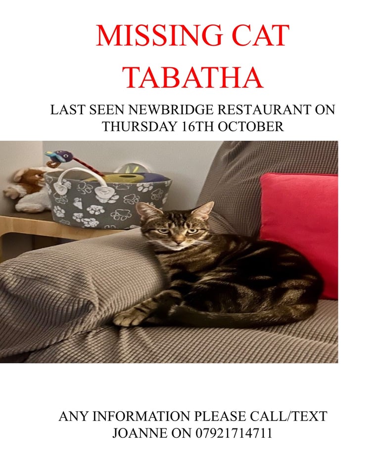 image for Missing cat Coleraine 