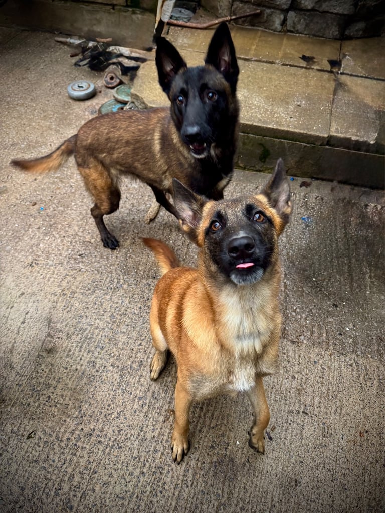 🐾 10-Month-Old Full Pedigree Belgian Malinois Females – Loving Homes Wanted 🐾