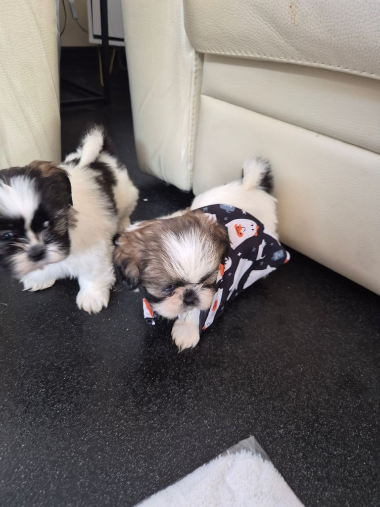 Shih tzu puppies ready in 1 week