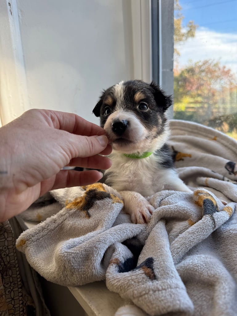 Collie puppies 