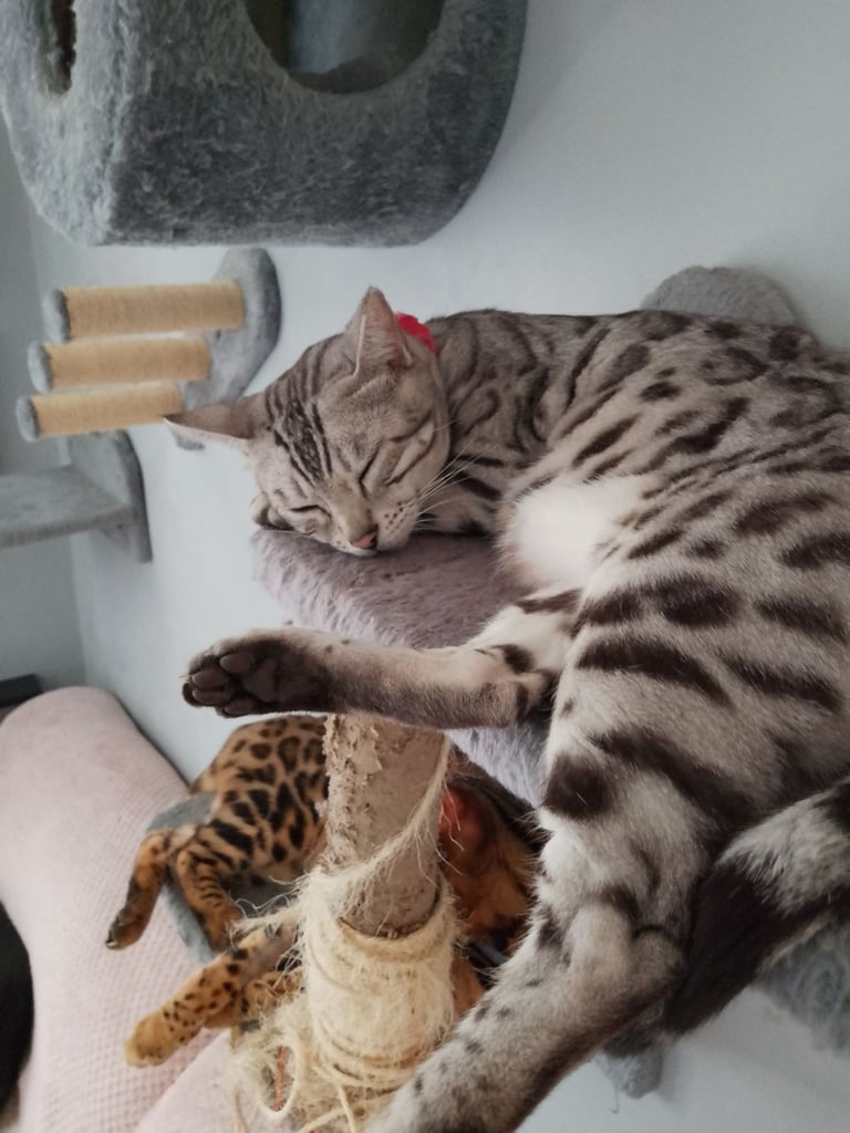 Silver bengals 