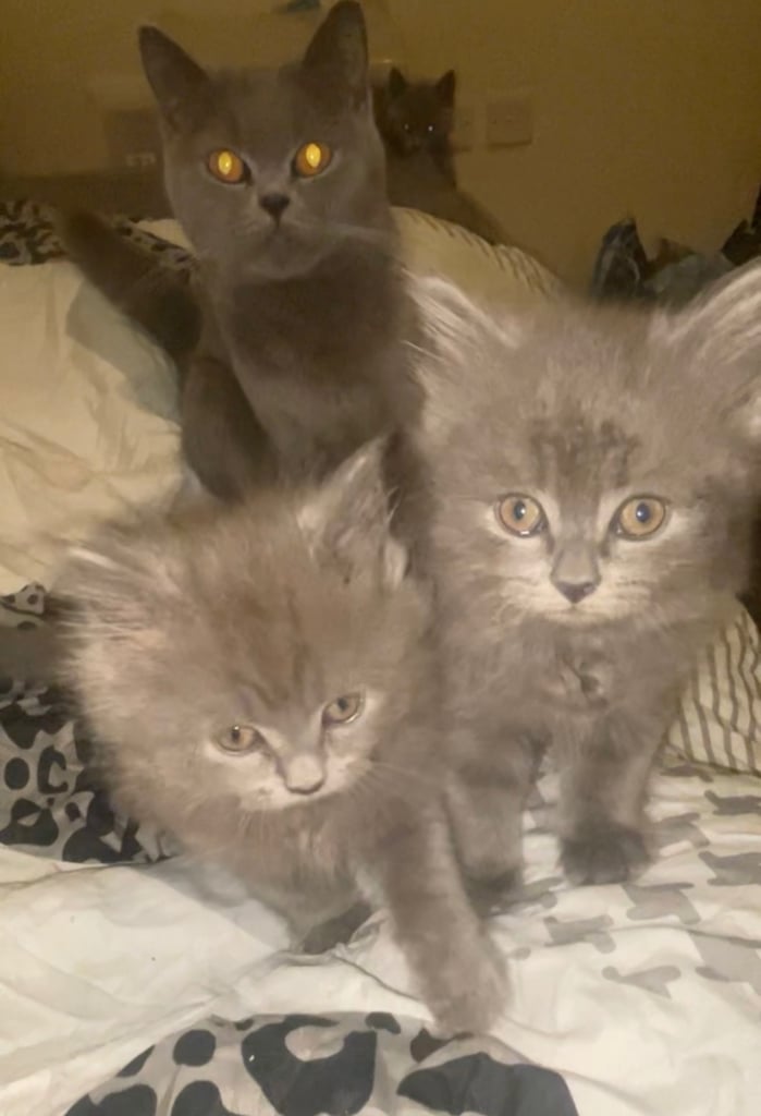 HALF BRITISH SHORTHAIR & HALF MAINECOON