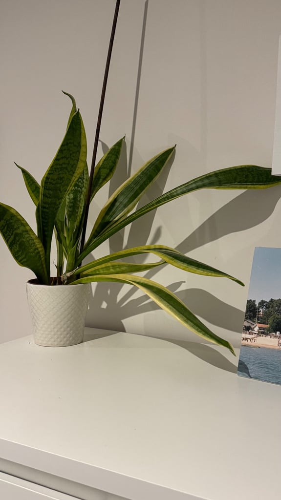Plant Sansevieria trifasciata