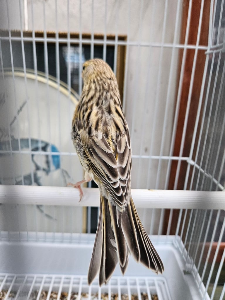 Canary 