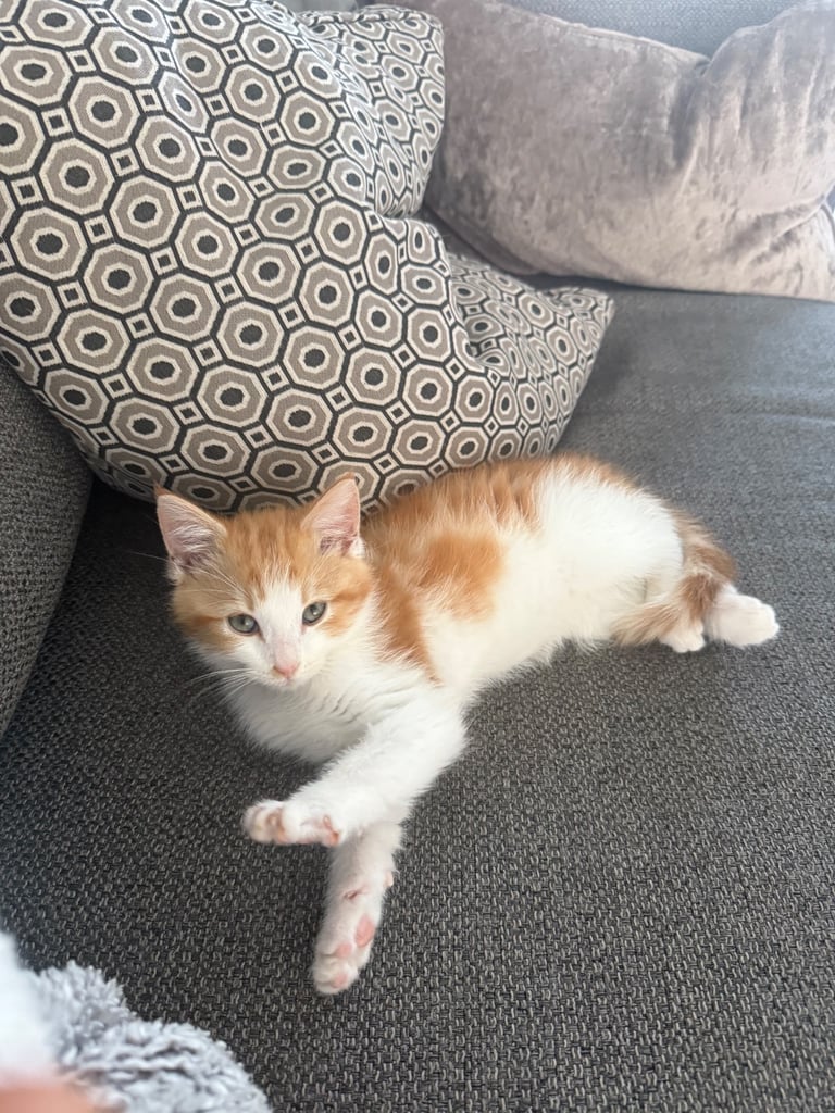 13 week old kitten 
