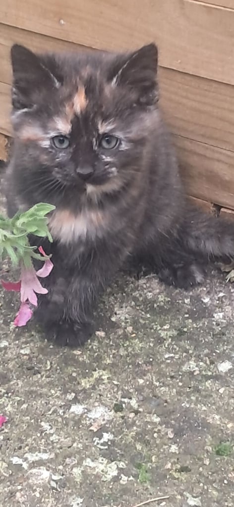 image for Female kitten(s)