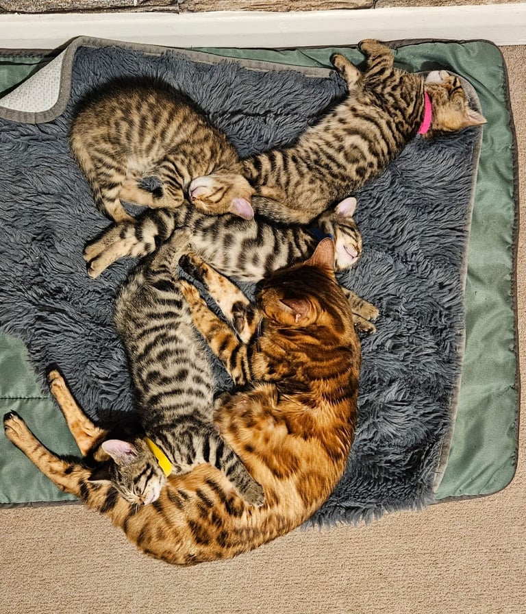 Bengal Mix kittens