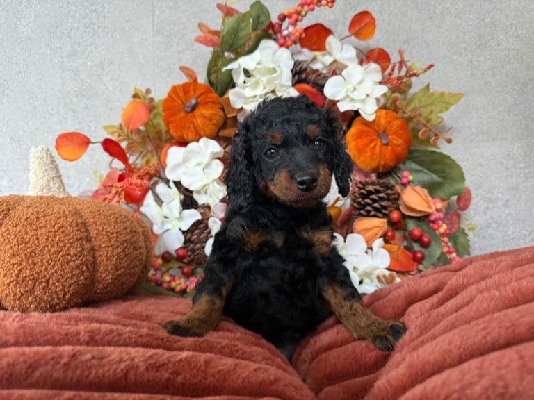 2 Gorgeous F2 Cockapoo puppies for sale 