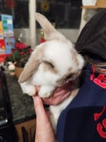 Baby girl rabbit looking for loving home