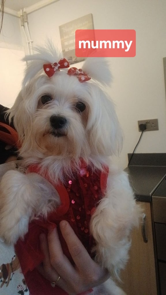 Stunning maltipoo pups 