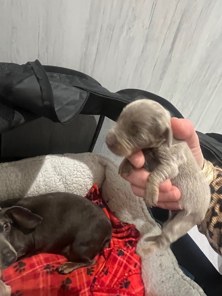 Dachshund miniature puppies 