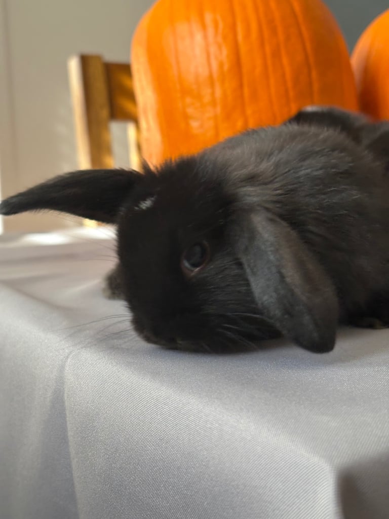 Pure mini lops