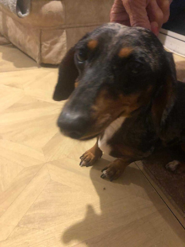 Dashshund