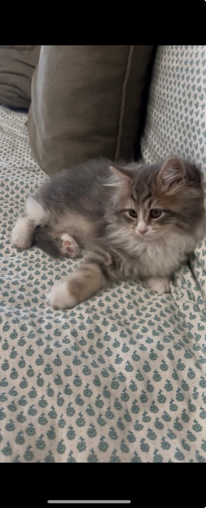 SIBERIAN KITTEN