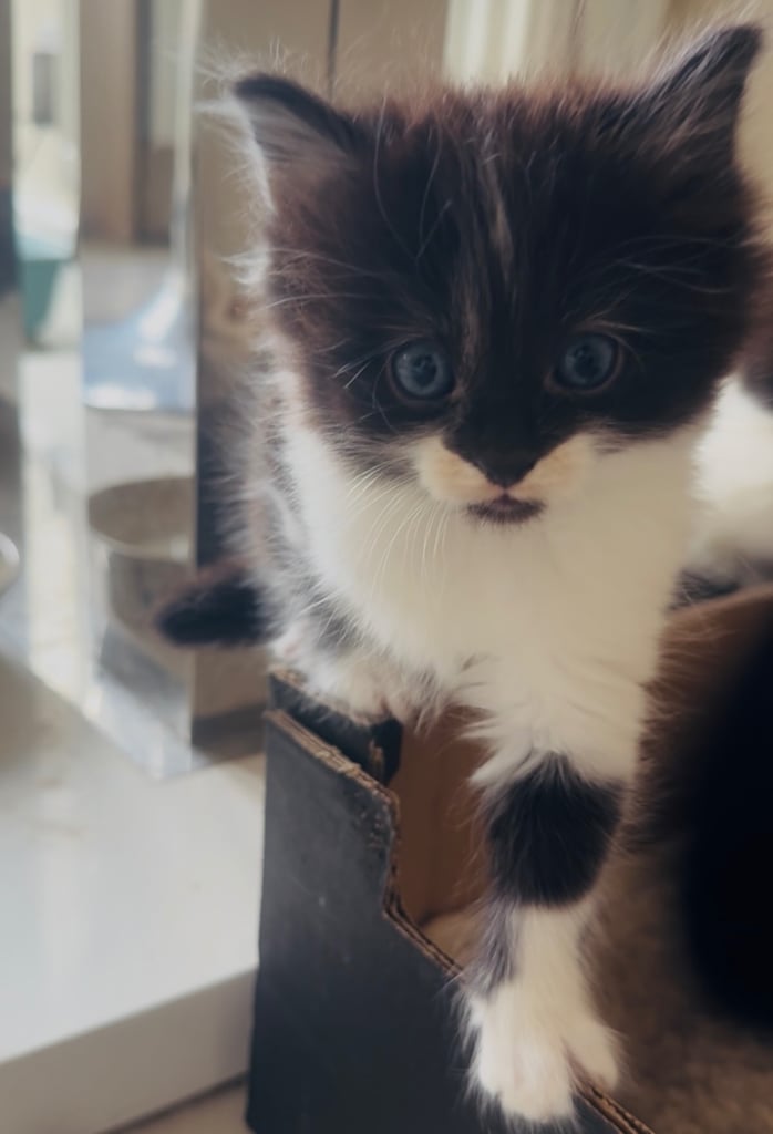 image for 4 beautiful kittens ready to leave 