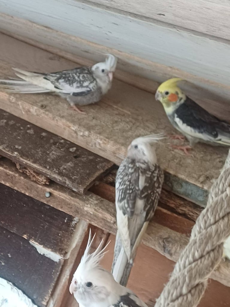 Cockatiels and rainbow budgies
