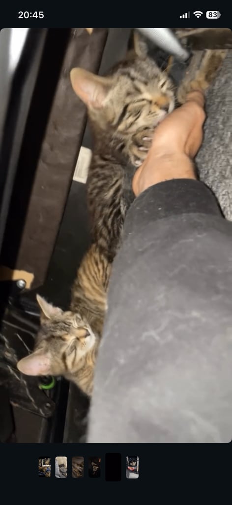 image for Cats tabby need new housing 