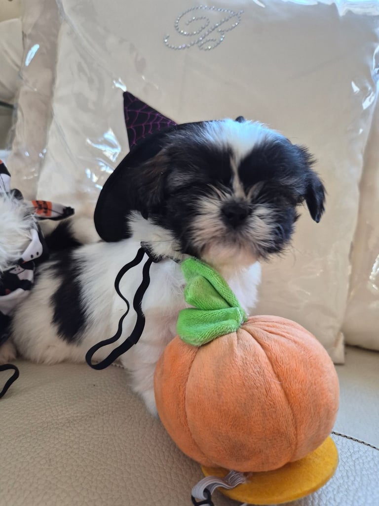 Shih tzu puppies ready in 1 week