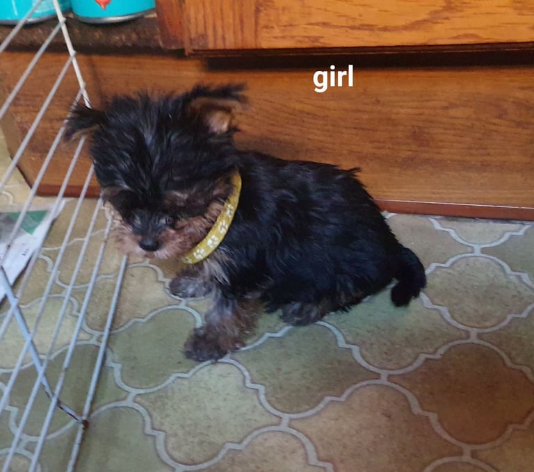 Yorkshire terrier puppies 