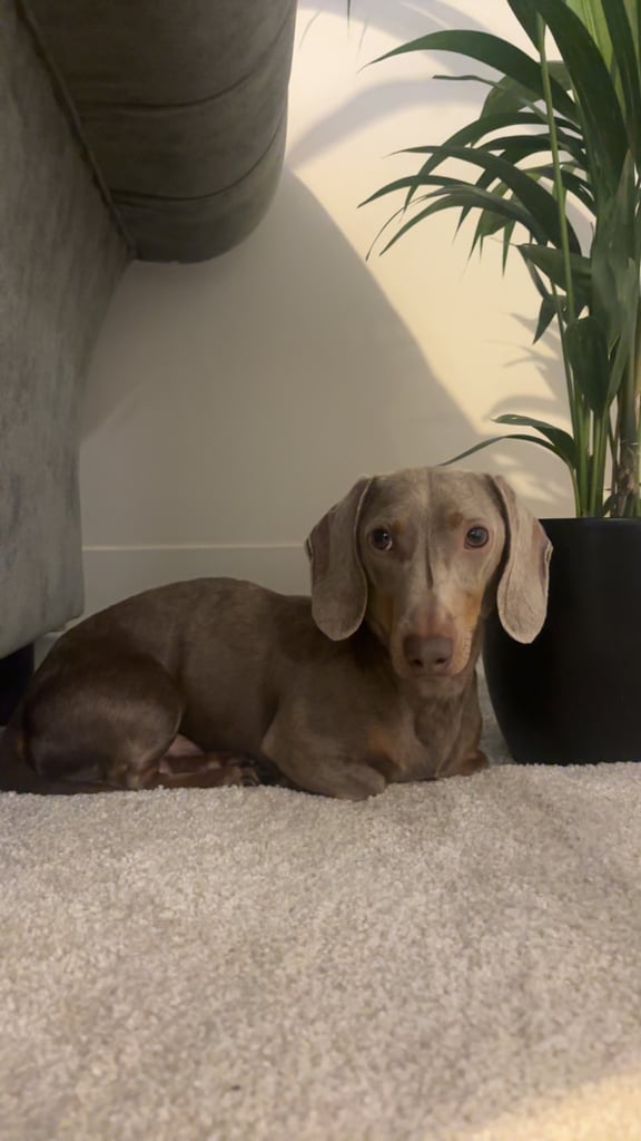 Miniature Dachshund 