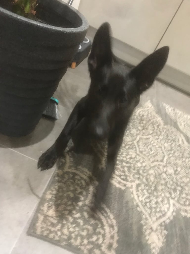 5month old male black mally puppy needs to find a new home no fault of his own 