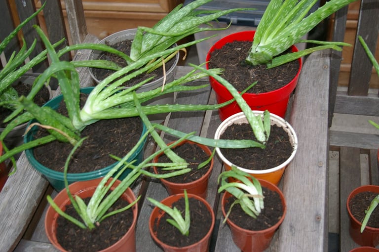 image for Aloe Vera plants