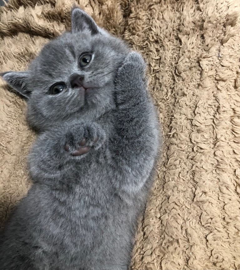 GCCF Active British shorthair kittens for sale