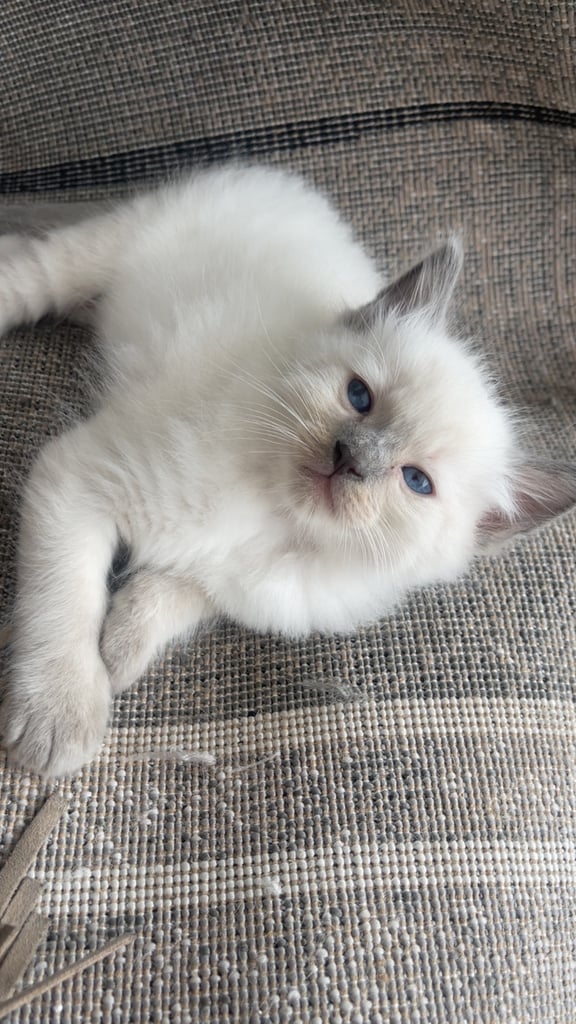 Pure ragdoll kittens ready to leave‼️