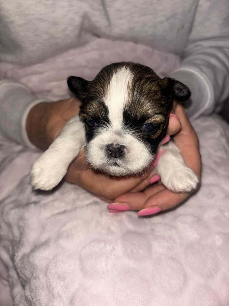 Shihtzu puppies