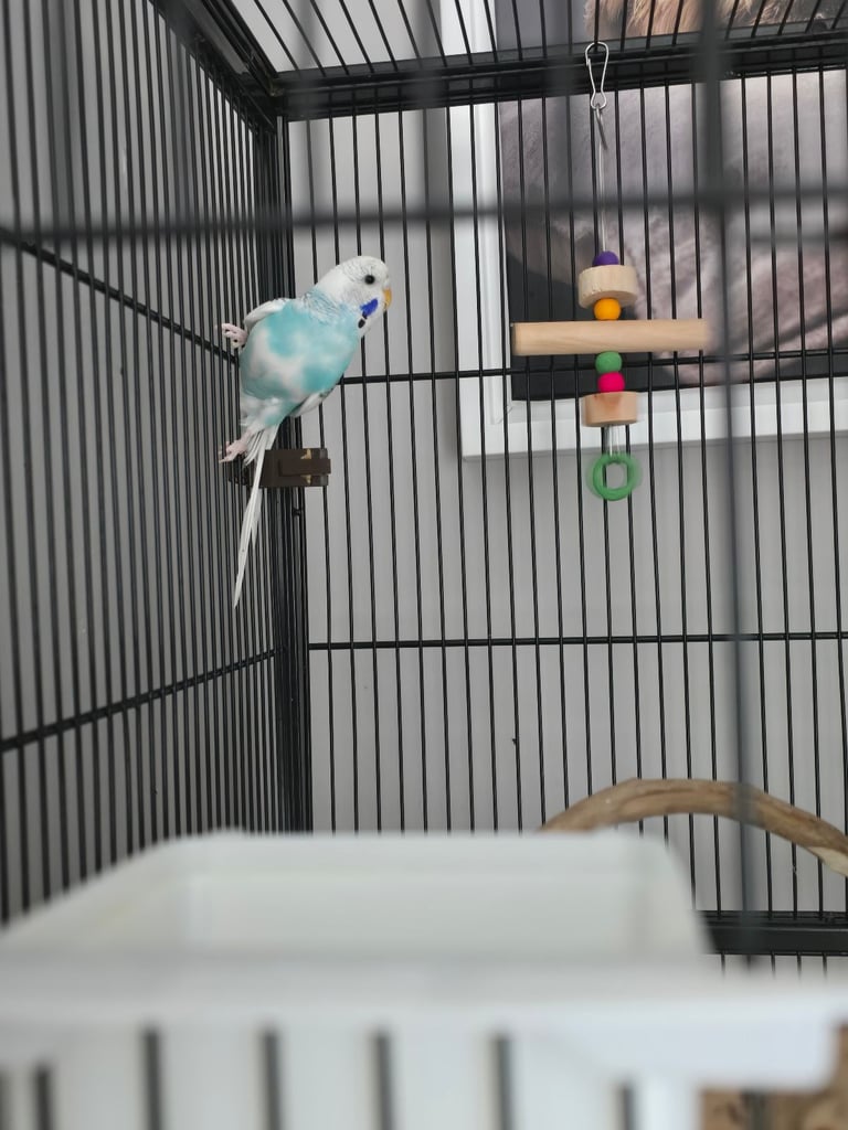2 budgies 6 month old