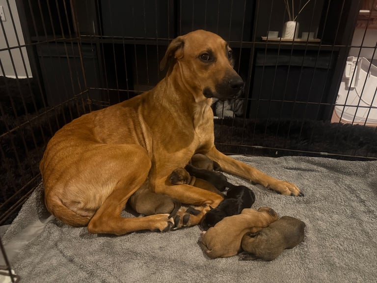 image for Rottweiler cross saluki puppies 