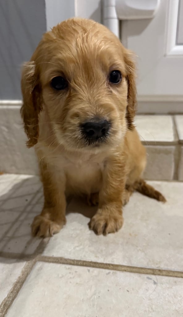 image for Cocker spaniels puppies for sale 