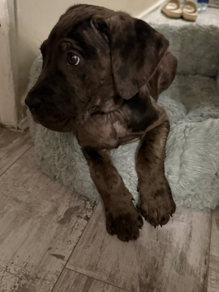 Stunning cane corso puppy (Boy)
