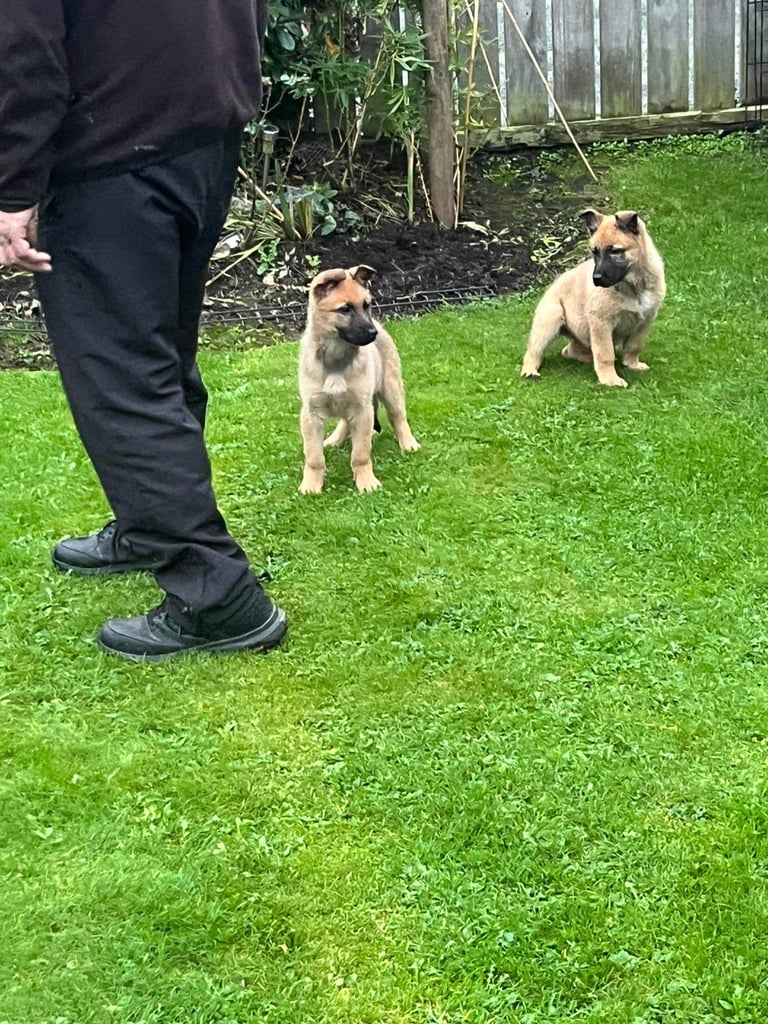 German Shepherd/ begium malinois 