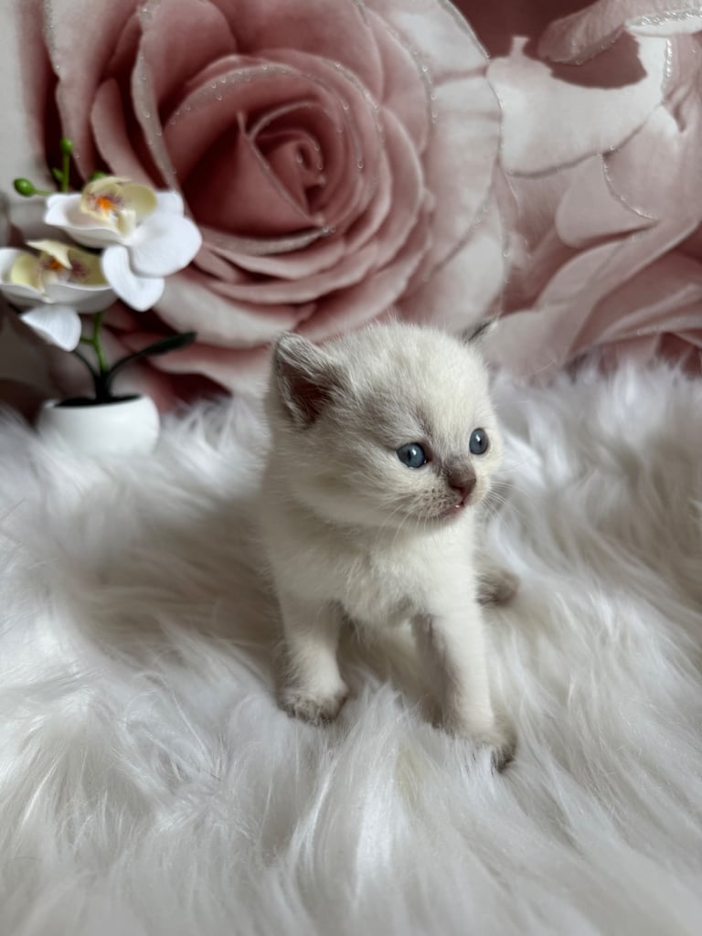 British shorthair kittens 
