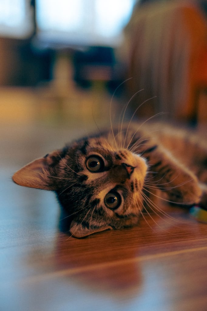 9 months old beautiful Boy kitten for sale