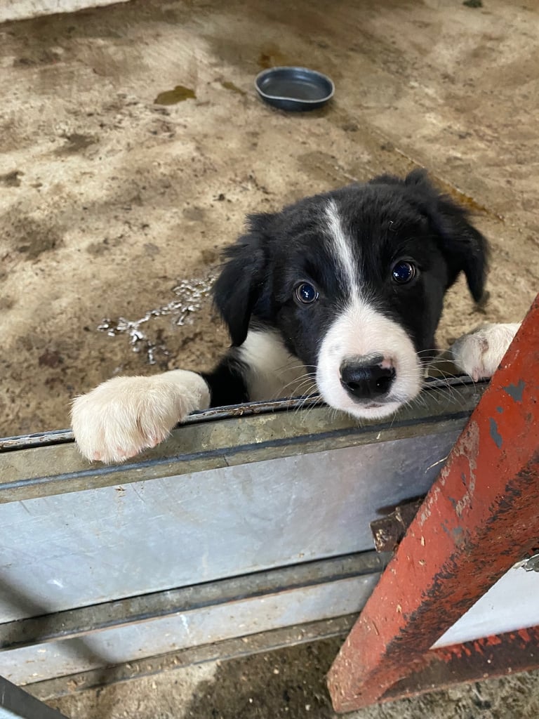 Collie pup