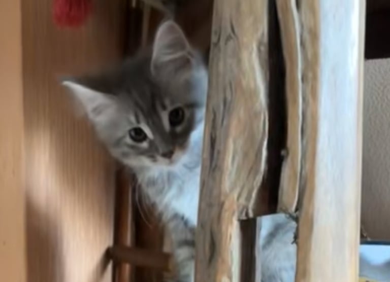 🐾 Beautiful ¾ Maine Coon x ¼ Ragdoll Kittens – 7 Available 🐾