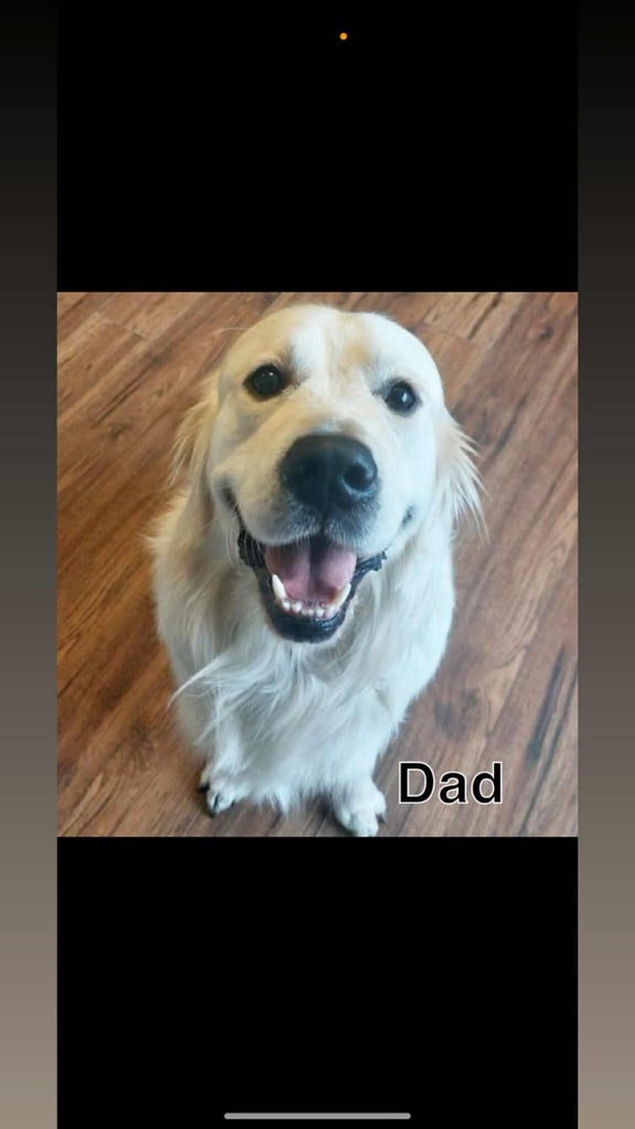 3 Golden Retriver Puppy’s 