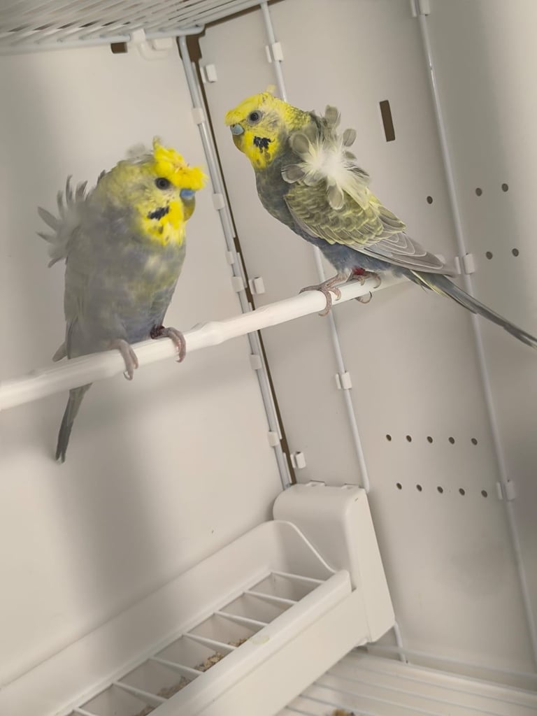 image for Rainbow helicopter  budgie pair in London 